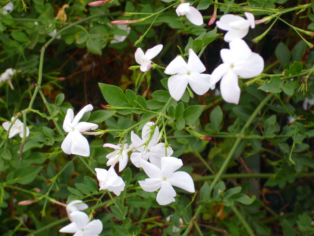 Jati (Jasminum officinale) in vrana ropana